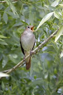 Images Dated 20th April 2009: Nightingale - singing from branch, region of Alentejo, Portugal