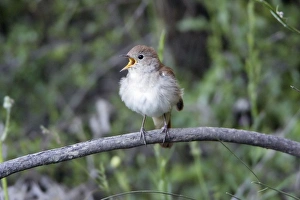 Images Dated 20th April 2009: Nightingale - singing from branch, region of Alentejo, Portugal
