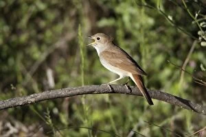 Images Dated 20th April 2009: Nightingale - singing from branch, region of Alentejo, Portugal