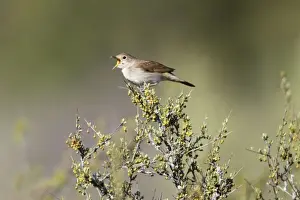 Nightingales Prints: Nightingale - singing from bush top, region of Alentejo, Portugal