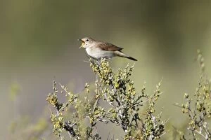 Images Dated 20th April 2009: Nightingale - singing from bush top, region of Alentejo, Portugal