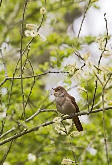 Nightingale - singing from cover