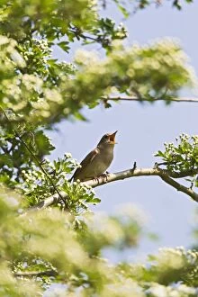 Images Dated 23rd April 2011: Nightingale - singing from hawthorn bush