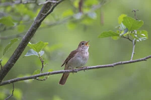 Passerine Bird Gallery: Nightingale - singing male - Germany