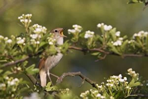 Images Dated 24th May 2010: Nightingale - singing - Suffolk - UK
