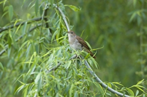 Nightingale - in spring on territory