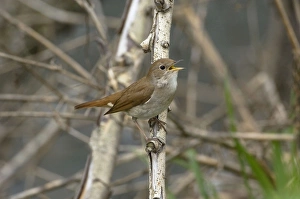 Nightingale - in spring on territory singing