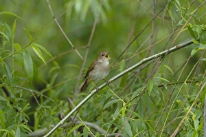 Nightingale - in spring on territory singing