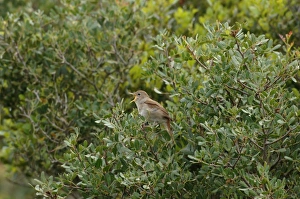 Nightingale - in spring on territory singing