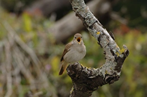 Nightingale - in spring on territory singing
