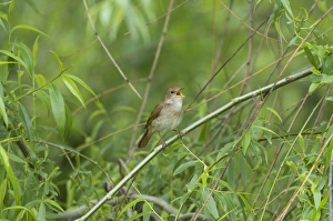Nightingale - in spring on territory singing