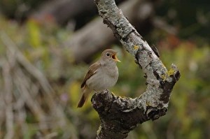 Nightingale - in spring on territory