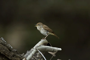 Nightingale - in spring on territory singing