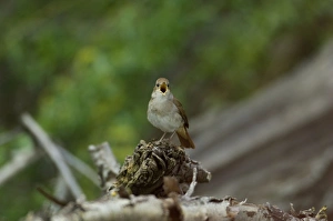 Nightingale - in spring on territory singing