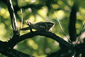 Images Dated 2nd July 2004: Nightjar