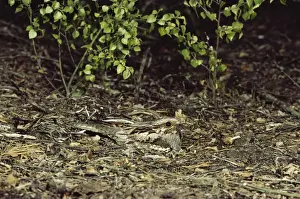 Nightjar