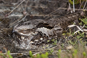 Images Dated 7th July 2010: Nightjar - on the ground