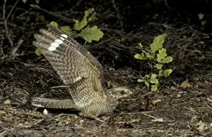 Nightjar JAB 1870 Male Caprimulgus europaeus © J. A. Bailey / ardea. com