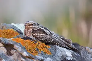 Nightjar - Lizard - Cornwall - UK