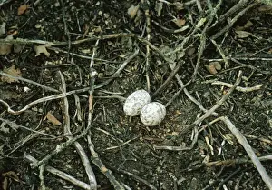 Nightjar - nest with 2 eggs