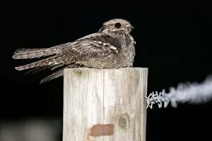 Images Dated 23rd July 2010: Nightjar - on a post