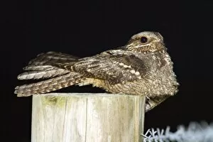 Images Dated 23rd July 2010: Nightjar - on a post