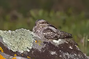 Nightjars Prints: Nightjar - on a rock