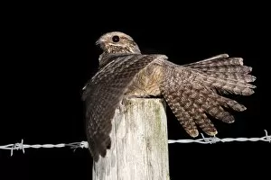 Images Dated 26th July 2010: Nightjar - with wings open on a post