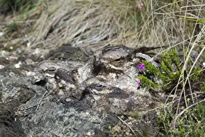 Nightjar - with young - Lizard - Cornwall - UK