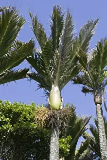 Backgound Prints: Nikau palms. Punakaiki South Island New Zealand