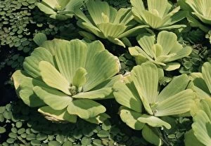 Cabbages Gallery: NILE CABBAGE / Water Lettuce