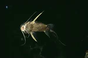 Catfish Prints: Nile Catfish