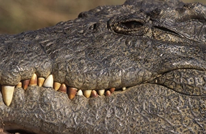 Images Dated 31st January 2006: Nile corocodile - Adult male Entabeni, South Africa