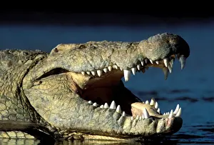 Nile Crocdile With mouth open