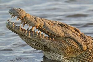 Images Dated 24th September 2010: Nile Crocodile