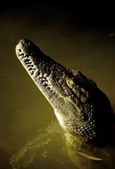 Nile Crocodile