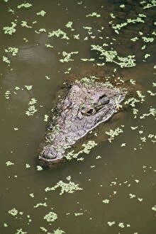Images Dated 27th August 2004: Nile Crocodile