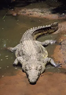 Nile Crocodile