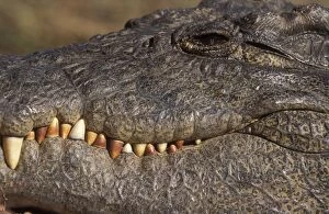 Nile crocodile - Adult male
