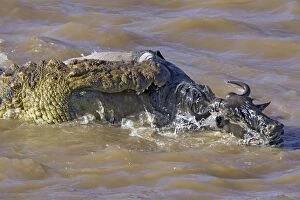 Images Dated 8th October 2005: Nile Crocodile - attacking wildebeest in Mara River