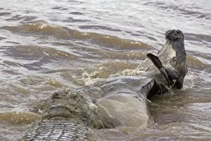 Nile Crocodile - attacking wildebeest in Mara River