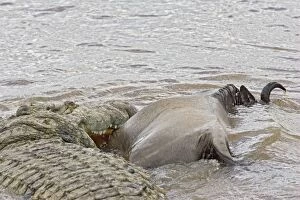 Images Dated 19th October 2005: Nile Crocodile - attacking wildebeest in Mara River