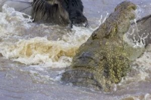 Images Dated 24th October 2005: Nile Crocodile - attacking wildebeest in Mara River