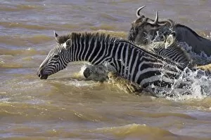Images Dated 8th October 2005: Nile Crocodile - attacking Zebra in Mara River - Maasai Mara Reserve - Kenya
