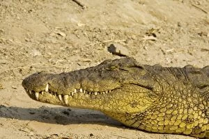 Nile Crocodile - Basking at the bank of the Chobe River
