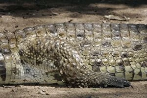 Images Dated 15th August 2004: Nile Crocodile - close-up of skin and leg. Maasai Mara National Park - Kenya - Africa