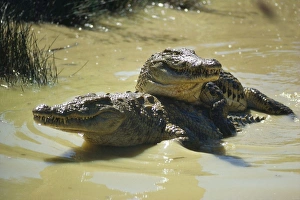 Images Dated 8th August 2007: Nile Crocodile - courtship