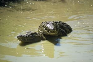 Images Dated 10th January 2008: Nile Crocodile - courtship Zululand South Africa