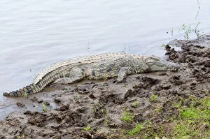 Nile Crocodile (Crocodilus niloticus), Maasai
