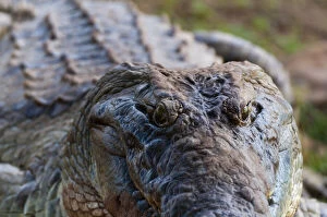 Nile Crocodile (Crocodylus niloticus), Tsavo